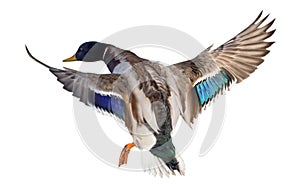 Flying mallard duck drake with blue head