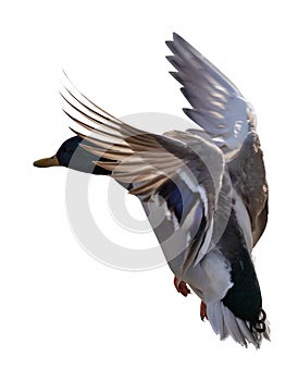 Flying mallard duck drake with dark head