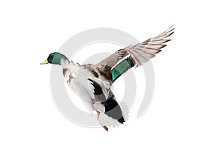 Flying mallard duck drake with green head