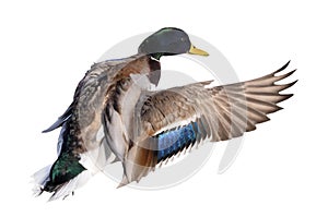 Flying mallard duck drake with green head