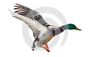 Flying mallard duck drake isolated on white photo