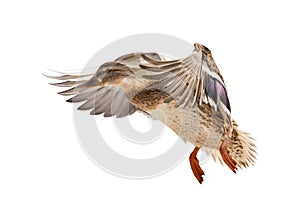 Flying mallard duck isolated on white