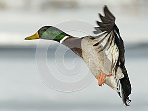 Flying Mallard Duck photo