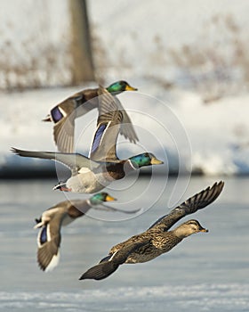 Flying Mallard flock