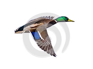 Flying Mallard male duck on white