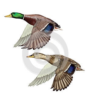 Flying Mallards