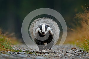 Flying mammal. Badger in forest, animal nature habitat, Germany, Europe. Wildlife scene. Wild Badger, Meles meles, wood road. Euro