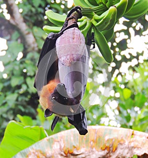 Flying mammal hanging on tree, bat eating fruit, banana tree ,