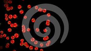 Flying many fresh tomatoes on black background. Organic vegetables. Ripe juicy cherry tomatoes. 3D loop animation of tomato.