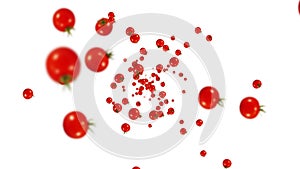 Flying many fresh tomatoes on white background. Organic vegetables. Ripe juicy cherry tomato. Loop animation.