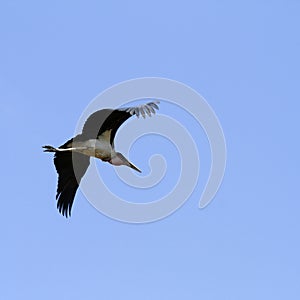 Flying Maribou Stork