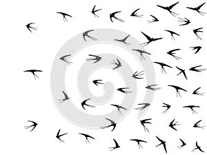 Flying martlet birds silhouettes vector illustration. Migratory martlets bevy isolated on white.
