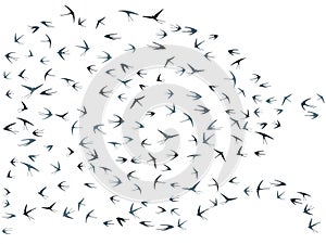 Flying martlet birds silhouettes vector illustration. Migratory martlets bevy isolated on white.