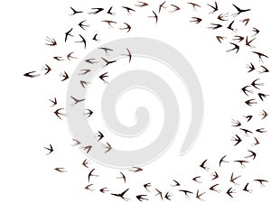Flying martlet birds silhouettes vector illustration. Migratory martlets group isolated on white.