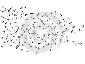 Flying martlet birds silhouettes vector illustration. Migratory martlets group isolated on white.