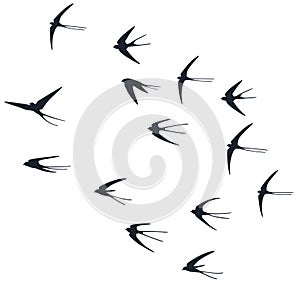 Flying martlet birds silhouettes vector illustration. Migratory martlets group isolated on white