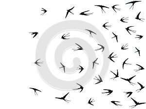 Flying martlet birds silhouettes vector illustration. Nomadic martlets bevy isolated on white