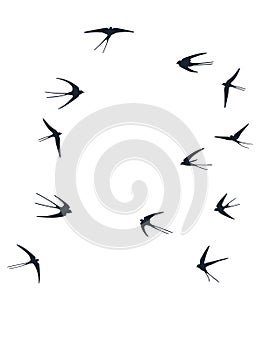 Flying martlet birds silhouettes vector illustration. Nomadic martlets bevy isolated on white. Free