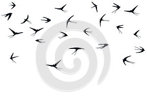 Flying martlet birds silhouettes vector illustration. Nomadic martlets group isolated on white.
