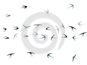 Flying martlet birds silhouettes vector illustration. Nomadic martlets group isolated on white.