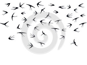 Flying martlet birds silhouettes vector illustration. Nomadic martlets swarm isolated on white.