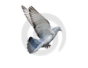 Flying mid air of pigeon bird isolated white background photo