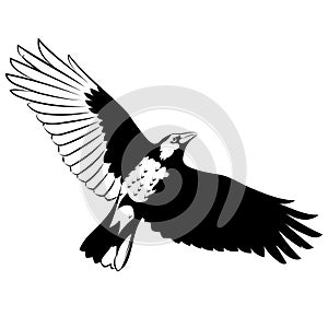 Flying Mighty Black Raven, crow, raven in flight