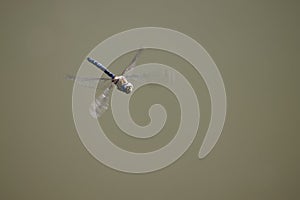 Flying migrant hawker, Aeshna mixta