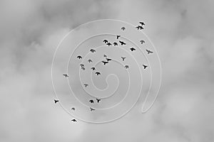 Flying migrate birds black and white background photo