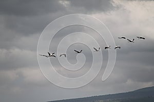 Flying Migrating Birds in The Winter Sky