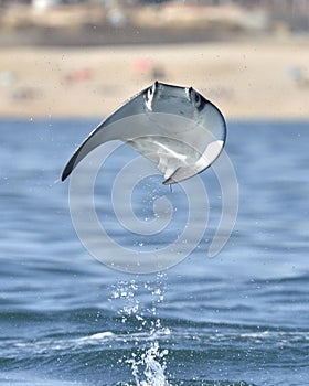 Flying Mobula Ray