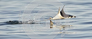 Flying Mobula Ray