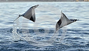 Flying Mobula Ray