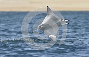 Flying Mobula Ray