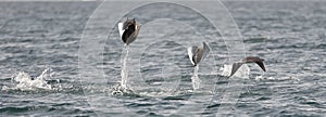 Flying Mobula Ray