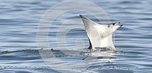 Flying Mobula Ray