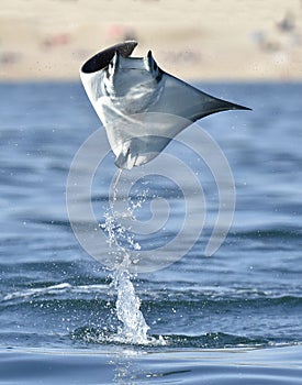 Flying Mobula Ray