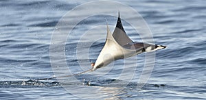 Flying Mobula Ray