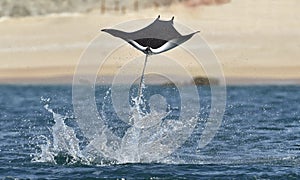 Flying Mobula Ray