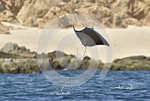 Flying Mobula Ray