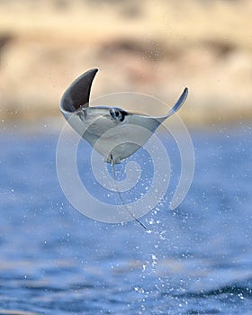 Flying Mobula Ray