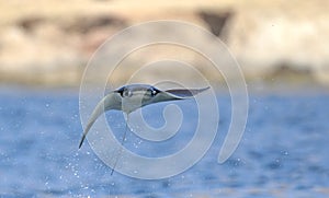 Flying Mobula Ray