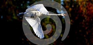 Flying Mute Swan