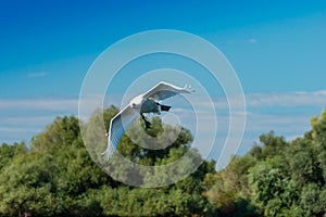 Flying mute swan