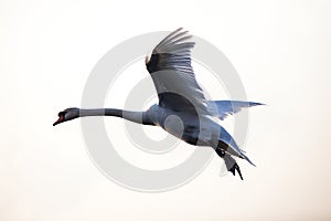 Flying mute swan in winter time
