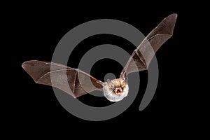 Flying Natterers bat isolated on black background