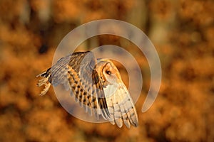 Flying nice bird Barn Owl in evening nice orange light, blurred autumn forest in background