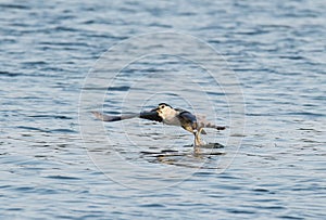 Flying night heron