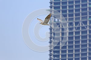 Flying night heron