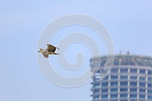 Flying night heron